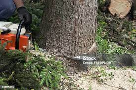 Best Lawn Pest Prevention  in Village Of Oak Creek, AZ