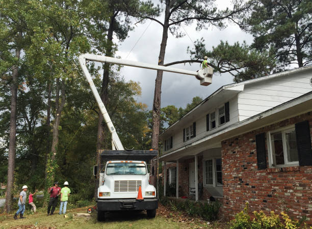 How Our Tree Care Process Works  in  Village Of Oak Creek, AZ