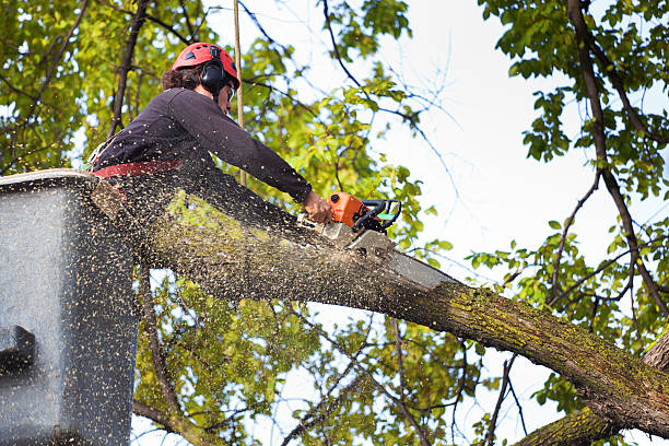Professional Tree Care in Village Of Oak Creek, AZ